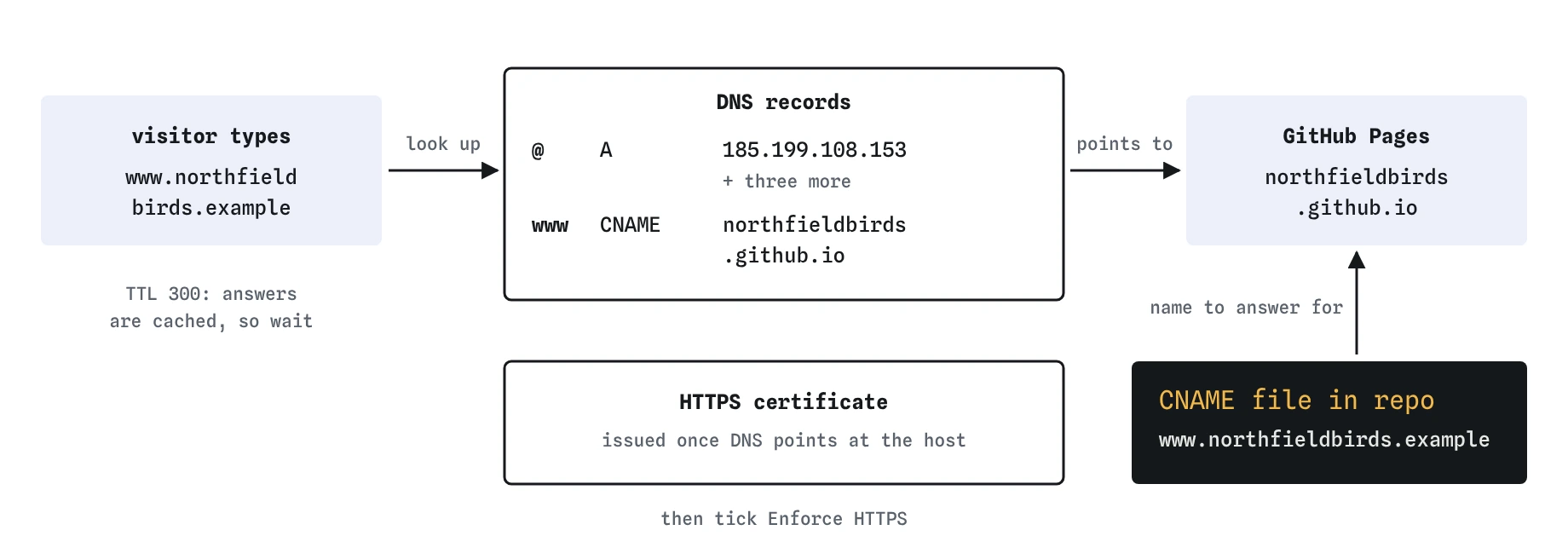 Typing www.northfieldbirds.example triggers a DNS lookup: A records for @ point to 185.199.108.153 and three more, a CNAME for www points to northfieldbirds.github.io. The repo's CNAME file names the domain, and an HTTPS certificate follows.