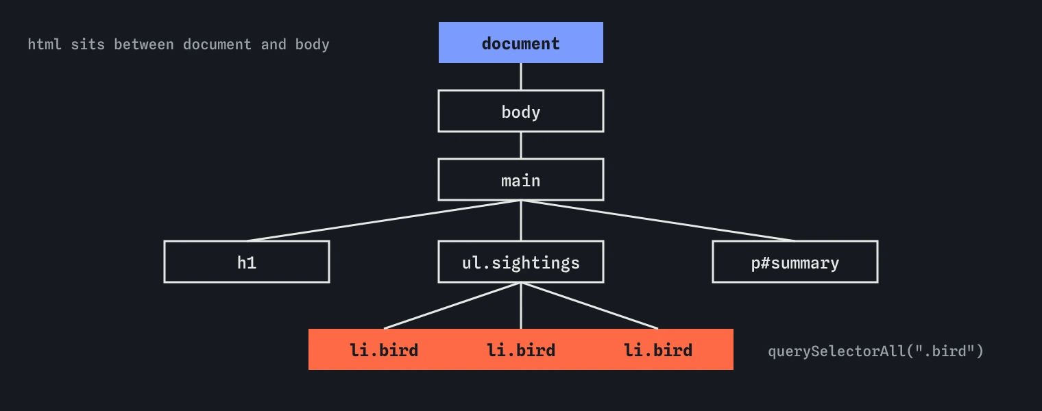 The DOM tree of the bird club page: document, then html, body, main, with h1, ul and p under main, and three li elements under ul. querySelectorAll(.bird) picks the three li nodes