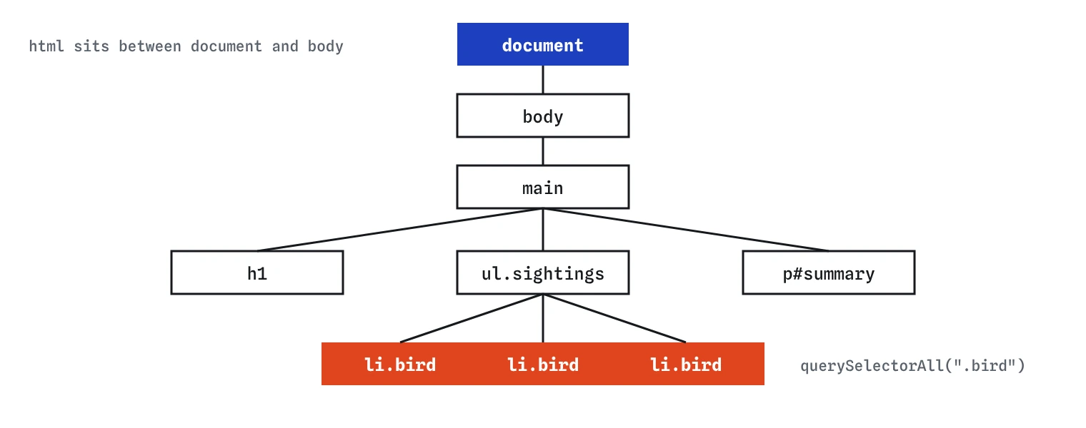 The DOM tree of the bird club page: document, then html, body, main, with h1, ul and p under main, and three li elements under ul. querySelectorAll(.bird) picks the three li nodes